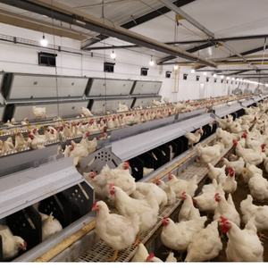 2024 Kaleter caja nido automática de 16 roles para pollos nuevos productos de material de lámina galvanizada en caliente - Product Image 2