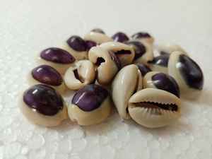 Conchas de mar de cauri moradas naturales hechas a medida también disponibles con agujeros perforados para diseñadores de joyas y Tiendas de Cuentas para reventa - Product Image 5