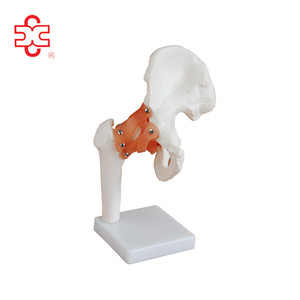 Modelo de articulación de <span class=keywords><strong>hombro</strong></span> musculoso de tamaño real para educación en ciencias médicas - Product Image 3