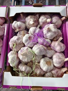 <span class=keywords><strong>Ail</strong></span> Ajo Alho <span class=keywords><strong>Ail</strong></span> frais à bas <span class=keywords><strong>prix</strong></span> Vente en gros <span class=keywords><strong>Ail</strong></span> blanc de fournisseur chinois vérifié Légumes frais - Product Image 5