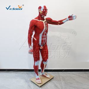 Modèle de torse de <span class=keywords><strong>corps</strong></span> <span class=keywords><strong>humain</strong></span> médical grandeur nature 29 partie Figure <span class=keywords><strong>musculaire</strong></span> humaine avec modèle d'anatomie des organes 22 pièces - Product Image 3