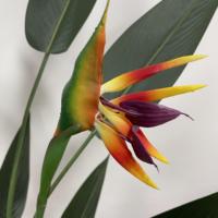 Décoration d'intérieur en pot Faux Canna Artificiel Arbre Décoratif Bonsaï Soie Oiseaux de Paradis Décodeur