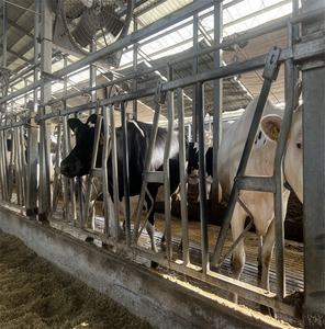 亜鉛メッキされたジャージー牛のヘッドロック牛の世話のための経済的に価格設定された動物の飼育機器 - Product Image 4