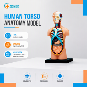 Modelo de Torso <span class=keywords><strong>Humano</strong></span> en Miniatura para Enseñanza de Biología, Ciencia, Anatomía, Figura Médica, con Certificación CE/ISO - Product Image 1