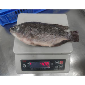 Tilapia Negra Congelada para Acuicultura, Cría <span class=keywords><strong>de</strong></span> Tilapia, Tilapia Entera Redonda para el Mercado - Product Image 4