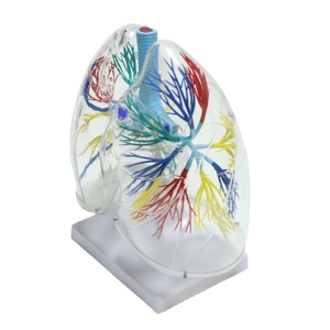 Modèle anatomique avancé et transparent du poumon humain pour la science médicale - Product Image 4