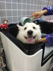 Bañera de Spa <span class=keywords><strong>para</strong></span> perros MT Medical, <span class=keywords><strong>baño</strong></span> <span class=keywords><strong>para</strong></span> mascotas, lavado de piscina, aseo <span class=keywords><strong>para</strong></span> perros, bañeras de lavado, bañera <span class=keywords><strong>para</strong></span> mascotas, <span class=keywords><strong>baño</strong></span> <span class=keywords><strong>para</strong></span> perros - Product Image 4