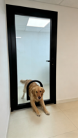 Porte en verre pour chien, cadre en acier durable, double couche isolante, verre trempé, indeformable, facile à nettoyer, résistant au vent