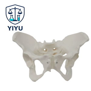Menschliches weibliches Becken-Skelettmodell mit beweglichem Hüftbein, Ischium, Schambein, Kreuzbein und Steißbein für Geburtshilfe, Orthopädie und medizinische Lehre. - Product Image 1