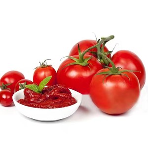 <strong>First</strong>-Choice Kangguo 140g Canned Tomato Paste (<strong>Ketchup</strong>) Customizable OEM Normal Lid 24 Months Shelf Life Competitive Price - Product Image 4