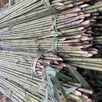 Mini poteaux et tuteurs en bambou naturel Tonkin, droits et secs, de 60 cm