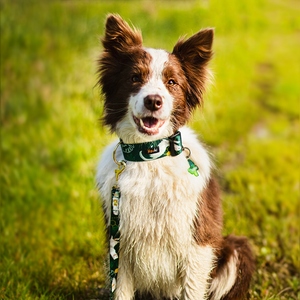 ARNÉS PARA Cachorro Hurón Patrón Oro Accesorios Freebies Tamaño XS - Product Image 2