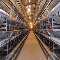 Système de cages à poulets entièrement automatiques de type H pour l'élevage de poules pondeuses en batterie, idéal pour l'Afrique