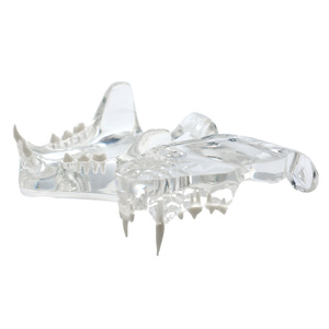 Modèle dentaire transparent pour chat, modèle de dents orales pour chat, modèle de dents orales transparent pour chien, pour clinique vétérinaire et éducation - Product Image 1