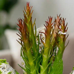 Plante succulente artificielle en forme de spire de désert, pot en pierre, style jardin zen, décoration d'intérieur, centre de table de bureau, idée cadeau XL - Product Image 4