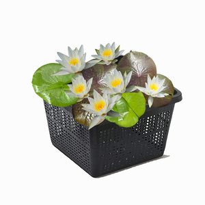 Pack Super Économique : Tuber de Nymphaea Hermine (Nénuphar d'eau résistant) et Panier Aquatique Pro - Product Image 1