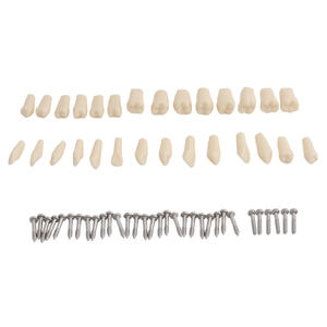 28 टाइपोन के साथ दंत दांतों का मौखिक मॉडल, नरम गम दंत चिकित्सा उपकरण सामग्री उत्पाद - Product Image 5