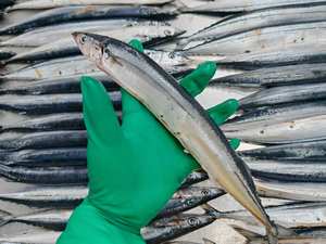 Maquereau entier congelé, <span class=keywords><strong>poisson</strong></span> saurien du Pacifique congelé, pêché en <span class=keywords><strong>mer</strong></span>, à vendre - Product Image 2