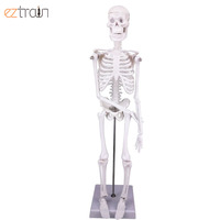 Modelo de Esqueleto Miniatura de PVC de 45 cm para Educación Anatómica