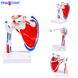 Modelo de Articulación de <span class=keywords><strong>Hombro</strong></span> <span class=keywords><strong>Humano</strong></span> de Tamaño Real con Músculos Pintados, Modelo de Articulación de <span class=keywords><strong>Hombro</strong></span> Flexible y Desmontable, Anatomía del <span class=keywords><strong>Esqueleto</strong></span> <span class=keywords><strong>Humano</strong></span> - Product Image 1