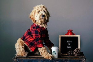 Lavagna Decorativa in Feltro con Cornice in Legno di Quercia Massiccio, 25x25 cm - Product Image 4