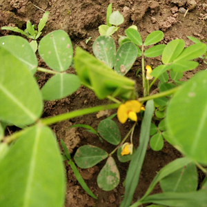 Noix de couleur rouge décortiquées de grande taille d'arachides chinoises comestibles pour le matériel alimentaire - Product Image 5