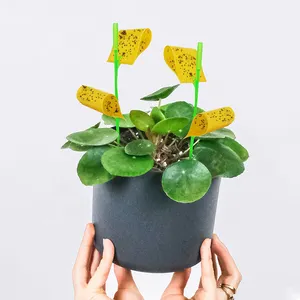 Ev bitkileri için Gnats kapalı ve açık Gnat tuzakları için Houseplant yapışkan Stakes sarı yapışkan tuzaklar