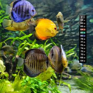 Ama-zon Bande de matériau PET numérique chaude Autocollant de température à coller Changement de couleur Thermomètre d'aquarium à usage domestique - Product Image 3