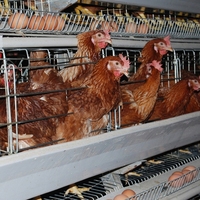 Cages à poules pondeuses 3/4 niveaux pour l'élevage avicole, cages en batterie, poulaillers pour l'élevage en ferme