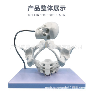 Modèle pédagogique d'accouchement ; démonstration du processus d'accouchement féminin ; modèle de bassin féminin grand et réaliste ; bassin d'accouchement. - Product Image 5