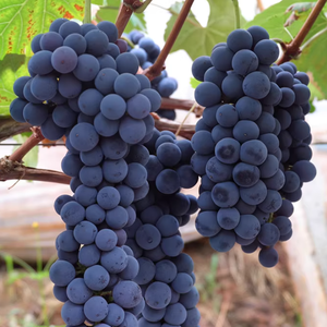 องุ่นกระป๋องฮาลาลแบบปอกเปลือก ใช้สำหรับชานมไข่มุกหรือเครื่องดื่มรสองุ่น น้ำหนัก 0.85 กก. ราคาขายส่ง - Product Image 4