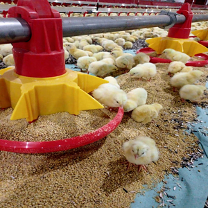 Nouveau système d'alimentation et d'abreuvement automatique U-BEST pour poulets en cage en plastique, équipement d'élevage avicole - Product Image 1