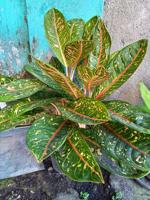 Collection Premium Authentique d'Aglaonema – Plantes d'Intérieur Exotiques Vertes, Argentées et Rouges, Jeunes, Chinoises, à Feuilles Perpétuantes – Lot de 100 Graines Botaniques Fraîches