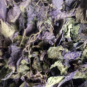 Especias secas y té de alta calidad, hoja de Perilla natural, hojas de perilla total - Product Image 2