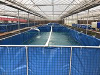 Rouleau de bâche en PVC durable 550 GSM pour revêtements de bassins à poissons