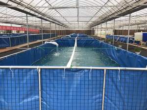 Rollo <span class=keywords><strong>de</strong></span> Lona <span class=keywords><strong>de</strong></span> PVC Resistente <span class=keywords><strong>de</strong></span> 550 GSM para Revestimiento <span class=keywords><strong>de</strong></span> Estanques <span class=keywords><strong>de</strong></span> Peces - Product Image 3