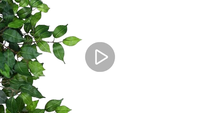 Haute qualité artificielle Ficus arbre grand faux soie branche Banyan véritable bois tige plante bonsaï faux décor pour la décoration de la maison