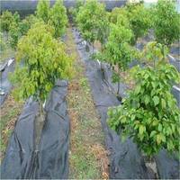 Toile de paillage tissée en PP stabilisée aux UV pour la protection des vergers, serres, aménagements paysagers et agricoles