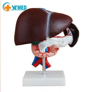 Medical Science Pancreas Duodenum for Medical Science Nurse Training models Human Liver Anatomical Model