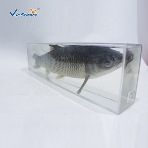 Especímen Anatómico de Carpa Césped Preservada para la Enseñanza de Zoología - Product Image 3