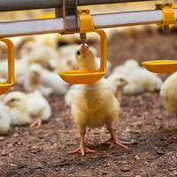 Système d'élevage de poulettes entièrement automatique de type H, cages à étages compactes pour petites exploitations