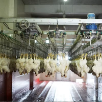Ligne d'abattage automatique de poulets en acier inoxydable SUS304 certifiée CE, capacité de 1000 poulets par heure |   Efficacité optimisée de l'échauffage et du retrait des plumes
