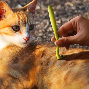 Removedor de garrapatas para mascotas, herramienta para garrapatas, pinzas extractoras de pulgas para mascotas, juego portátil de plástico para eliminar garrapatas - Product Image 1