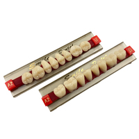 Dents postérieures synthétiques en résine acrylique, prothèse dentaire, 8 pièces/ensemble