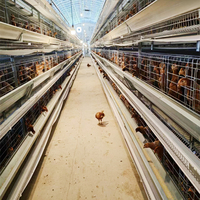 Un type treillis métallique galvanisé à chaud 4 pneus 128 poules système de ceinture de nettoyage automatique des déchets couche de cage de poulet