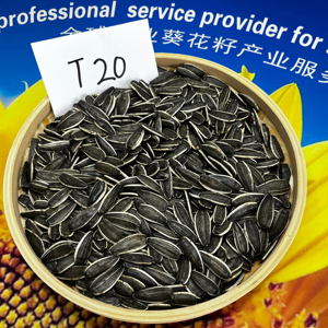 Sementes de Girassol T20 Cruas de Tamanho Grande, Estilo Seco, Snacks de Melancia e Melão em Embalagem a Granel Direto de Bayannur, Mongólia Interior - Product Image 2
