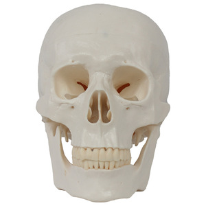 Modelo de Cráneo Ortopédico de PVC DARHMMY - Cráneo Humano Adulto Detallado para Entrenamiento Médico - Product Image 1