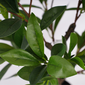 Árbol Artificial de <span class=keywords><strong>Laurel</strong></span>, Arbustos de Plástico Verde, Bonsái Moderno para Decoración del Hogar, Resistente al Agua, Ecológico, Topiario de 60 cm - Product Image 5