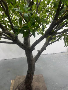 Tùy Chỉnh Handmade DIY Giả Màu Xanh Lá Cây Lá Nhật Bản Andromeda Nhân Tạo Pieris Japonica Cây Cho Nội Thất Trung Tâm Trang Trí - Product Image 6