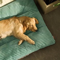 Neu eingetroffen: Ganzjahres-Hundebett für Hundeliebhaber – Mittelgroßes bis großes Hundebett, dickes Hundesofa